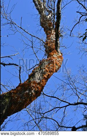 Inonotus Mikadoi. Hymenochaetaceae Mushroom. A Fungus That Infects Wood With Mushrooms That Grow In 