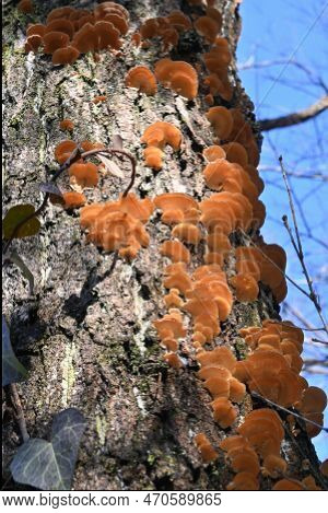 Inonotus Mikadoi. Hymenochaetaceae Mushroom. A Fungus That Infects Wood With Mushrooms That Grow In 