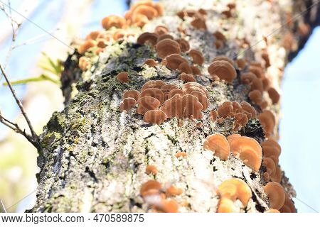 Inonotus Mikadoi. Hymenochaetaceae Mushroom. A Fungus That Infects Wood With Mushrooms That Grow In 