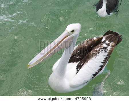 Pellicano affamato
