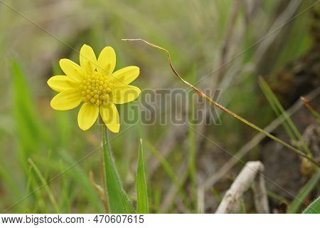 Natural Closeup Ojn The Small Yellow Flowering Spring Gold, Crocidium Multicaule, Flower In The Fiel