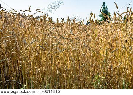 Photography On Theme Big Wheat Farm Field For Organic Harvest