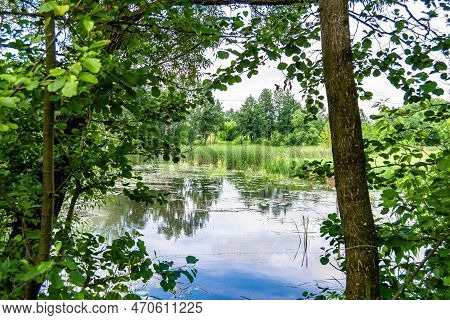 Beautiful Grass Swamp Reed Growing On Shore Reservoir In Countryside