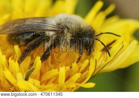 Natural Closeup Of A Female Grey Mining Bee , Andrena Vaga , On A Yellow Flower Of A Dandelion , Tar