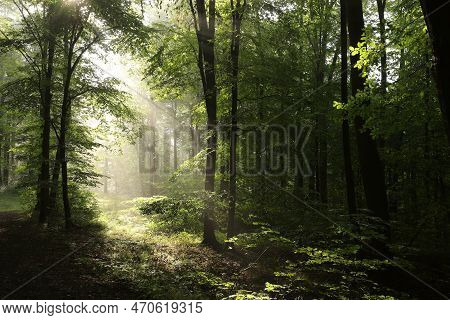 Spring forest woods trees Nature background mist fog landscape Nature background orange Nature background landscape fall Nature background yellow leaves landscape Nature landscape Nature background landscape Nature landscape season Nature background.