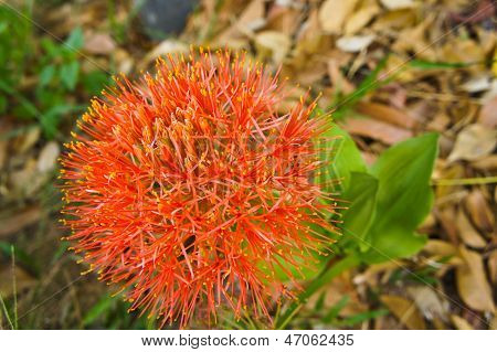 Haemanthus multiflorus