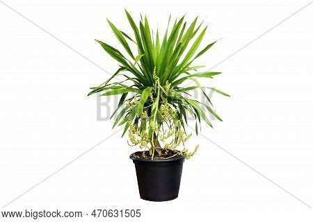 A Dracaena, Loureiri, And Gagnep Flower On A Pot Isolated On A White Background.