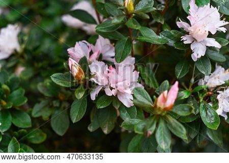 Light Pink Azalea Flowers Growing On A Shrub In Da Lat Vietnam