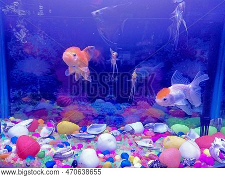 Fish Tank With Various Fishes And Water Animals, Orange Fish, Black Fish With Colorful Pebbles On Bo