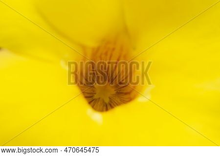 Alamanda Or Allamanda Allamanda Cathartica, The Alamanda Flower Or The Golden Trumpet Flower, Yellow