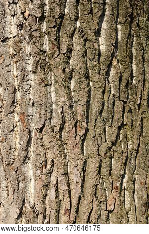 Canadian Poplar Tree Brown Txtured Bark Detail