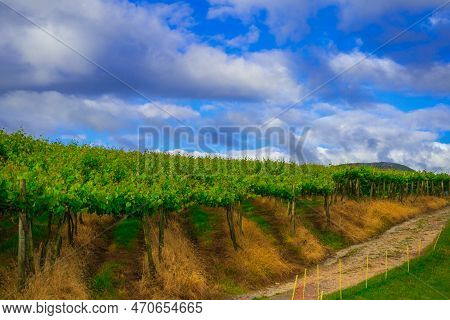 Young Vineyard Plantation On A Sunny Day, Basque Country Spain. Way Of Saint James, El Camino De San