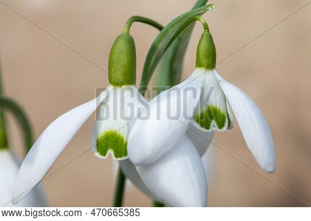 Galanthus Galatea Snowdrops