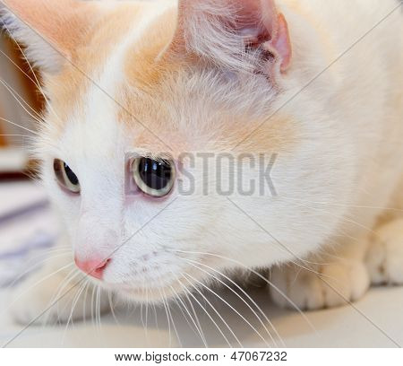 고양이 쇼에