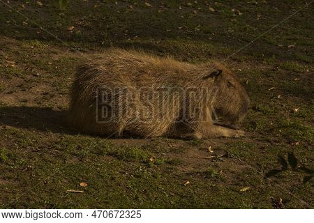 The Capybara, Greater Capybara  (hydrochoerus Hydrochaeris) In Zoo.