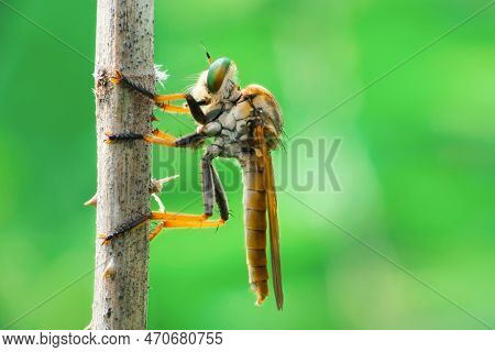The Asilidae Are A Family Of Robber Flies, Also Called Killer Flies.