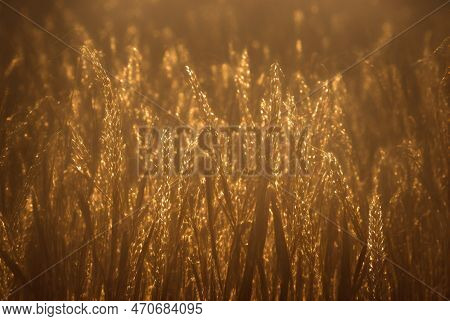 Cereal Crop During Golden Hour On Afarm