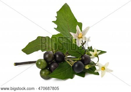 Black Nightshade Plant Isolated On White Background