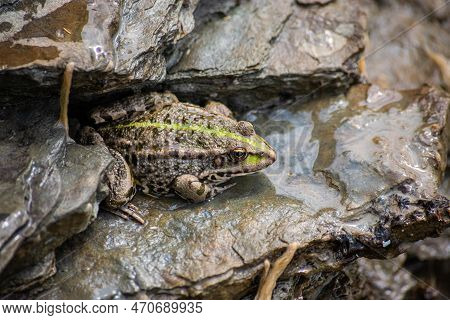 A Green Frog, Lithobates Clamitans, Rests On A Cameo Near A Pond.