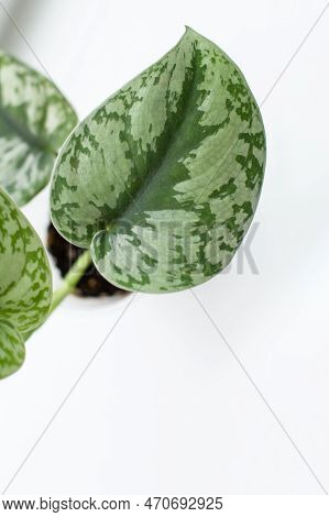 Scindaptus Pictus Treblie Leaf On White Background. A Small Sprout Of A Houseplant. Home Floricultur