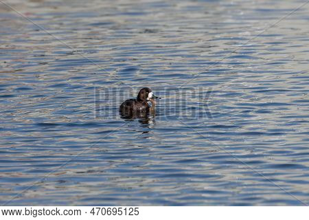 The Common Goldeneye (bucephala Clangula), On The River.