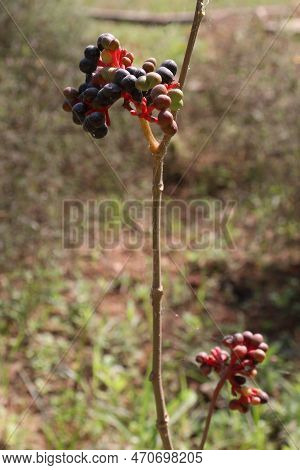 Ripe Sarpagandha Fruit On Tree