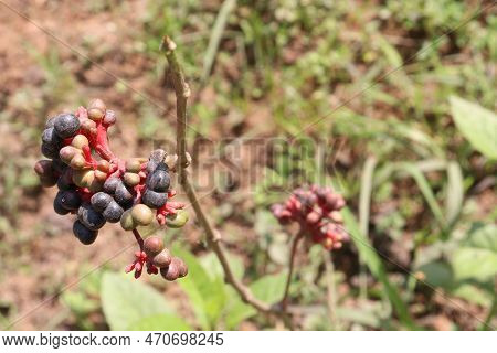 Ripe Sarpagandha Fruit On Tree