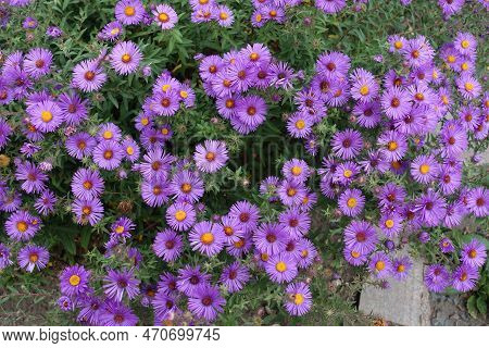 Multifold Purple Flowers Of Symphyotrichum Novae-angliae With Bees In October