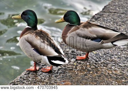 The Pair Of Ducks Enjoying The Nature