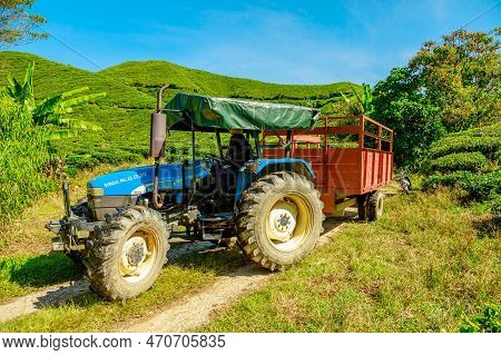 Cameron Highlands, Malaysia -2023: The Tea Farmland At The Boh Tea Centre Uses Tractors To Aid In Th