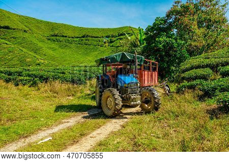 Boh Tea Centre, Cameron Highlands, Malaysia -2023: The Tea Farmland Uses Tractors To For A Variety O