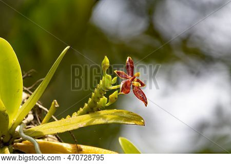 Flower Of The Orchid Species Phalaenopsis Cornu Cervi, A Species From Southeast Asia.