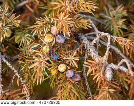 Southern Urals In Autumn, Foliage And Berry-like Cones Of Juniper (juniperus Communis).