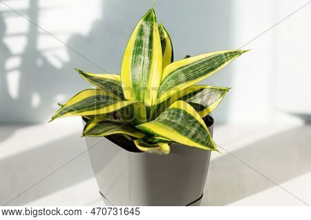 Sansevieria Golden Hahnii, Snake Plant In Grey Plastic Pot On Wooden Table On Light Background In Su