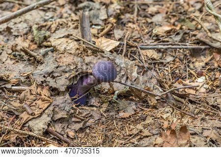 Violet Veil Mushroom (cortinarius Violaceus) In A Forest Grows From Leaves, Germany