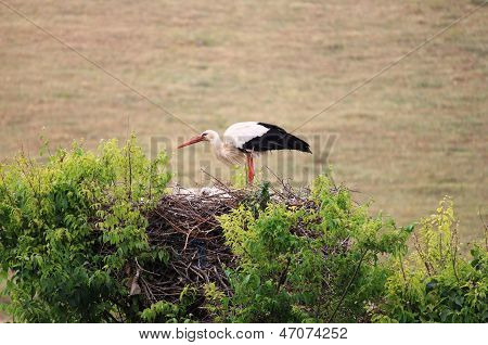 Stork på et træ