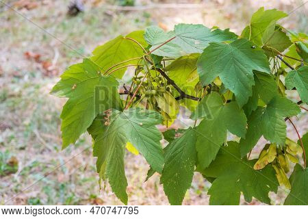 Summer Branches Of Maple Tree With Green Leaves And Seeds