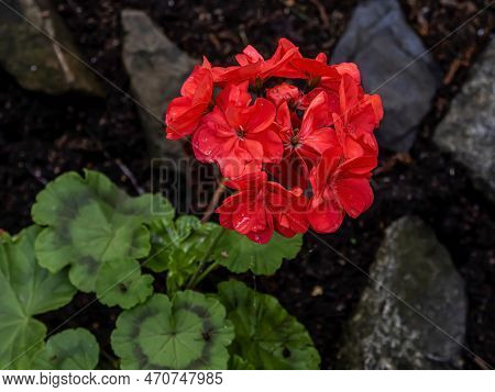 Red Geranium Flower In The Open Ground