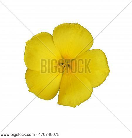 Yellow Flower Isolated On White Background. Flat Lay, Top View.