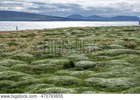 Beautiful Bumpy Grass At Downpatrick Head In County Mayo - Ireland
