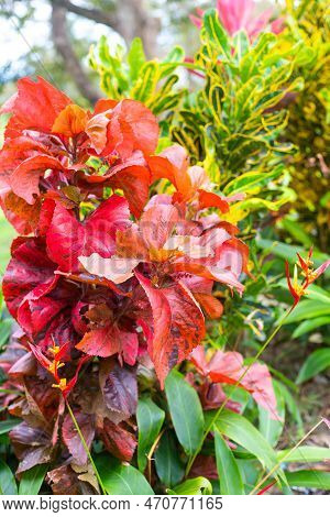 The Red Foliage Of The Ornamental Plant Codium Pompidum On The Bordure In The Summer Garden. Landsca