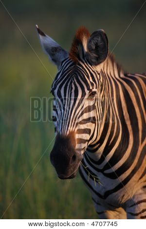 Burchell's Zebra