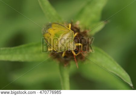 Detailed Closeup On A Colorful Adult Gorse Shield Bug,piezodorus Lituratus Sitting On Vegetation