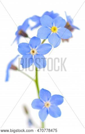 Forget Me Not Flower Close Upisolated  On White