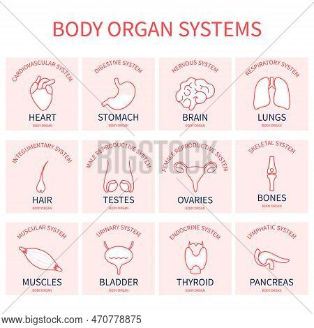 Human Body Organ Systems Pictogram Icon Set