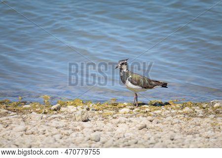 A Northern Lapwing (vanellus Vanellus) Standing Near A Pond, Sunny Day In Summer, Northern France