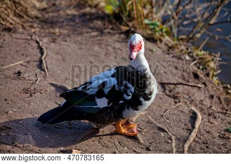 Close-up On A Domestic Muscovy Duck (cairina Moschata Domestica) Released In The Wild.