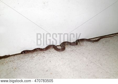 Lycodon Aulicus, Commonly Known As The Indian Wolf Snake, Is A Species Of Nonvenomous Snake Found In