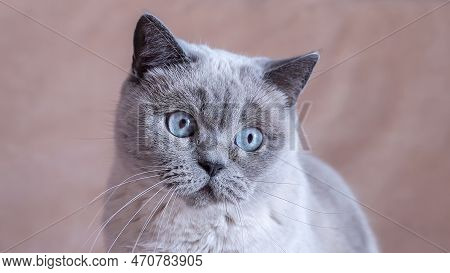 Gray British Cat With Blue Eyes. High Quality Photo