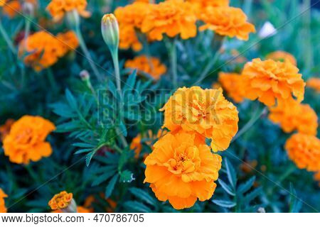 Background From Orange Marigold Flowers. Field With Tagetes. French Marigolds For Publication, Poste